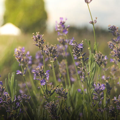 Vela PROVENCE LAVENDER 230 gr